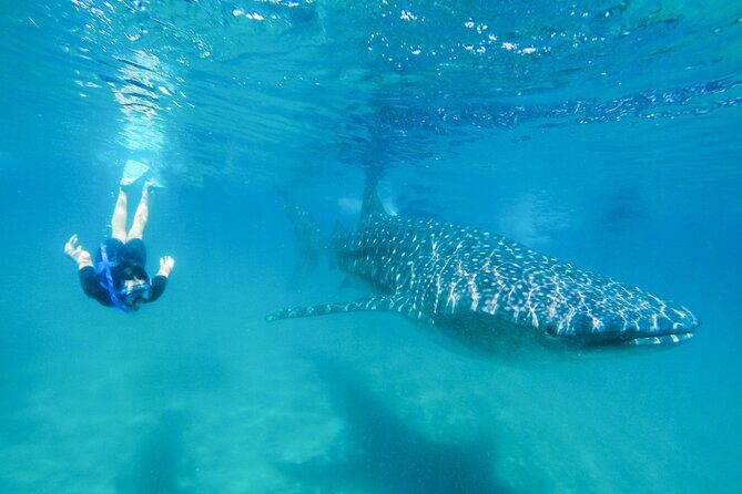 La Paz Whale Shark Snorkeling Tour and Lunch From Los Cabos - Key highlights you should care about