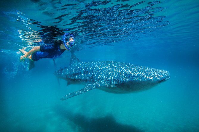 La Paz Whale Shark Snorkeling Tour and Lunch From Los Cabos - Los Cabos to La Paz: why this day trip is worth the early start