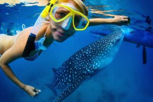 La Paz Whale Shark Snorkeling Tour and Lunch From Los Cabos - The long ride part: what the morning drive is like