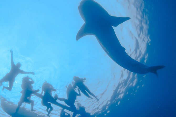 La Paz Whale Shark Snorkeling Tour and Lunch From Los Cabos - Malecon meet-up and the panga boat: how the La Paz portion flows