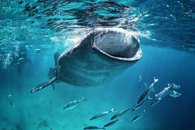La Paz Whale Shark Snorkeling Tour and Lunch From Los Cabos - Swimming with gentle giants: what the experience feels like