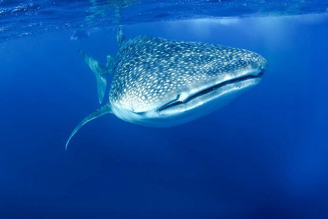 La Paz Whale Shark Snorkeling Tour and Lunch From Los Cabos - Lunch in Baja style: fish tacos and the vegetarian option