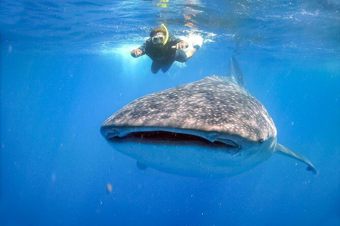La Paz Whale Shark Snorkeling Tour and Lunch From Los Cabos - Gear, towels, and comfort details that make or break the day