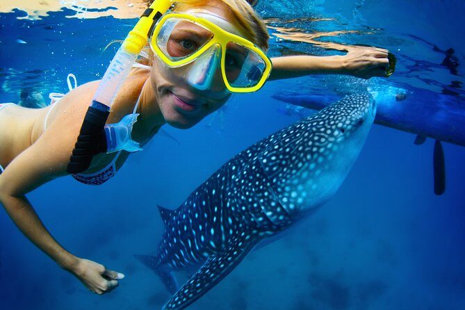 La Paz Whale Shark Snorkeling Tour and Lunch From Los Cabos - The long ride part: what the morning drive is like