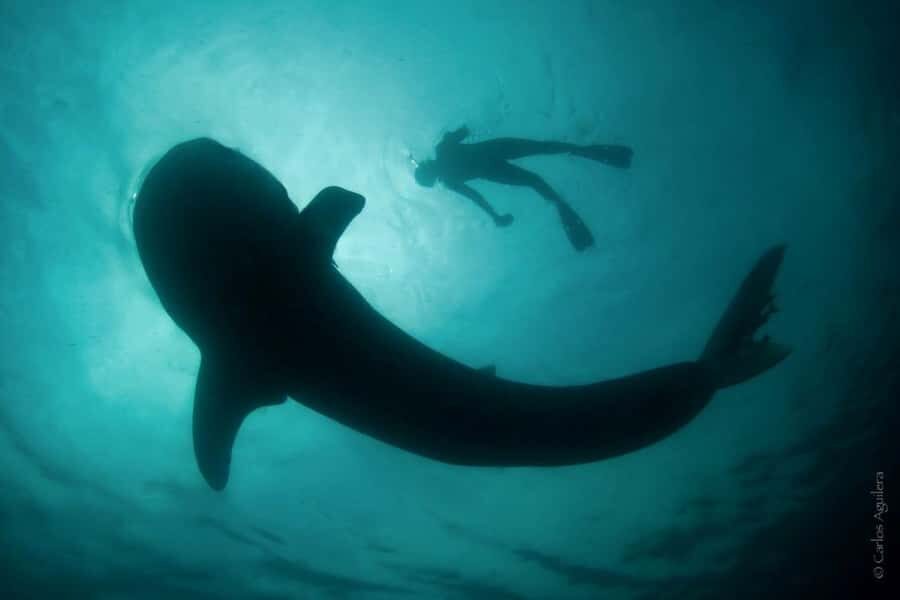 La Paz: Whale Shark Swimming Adventure with Marine Biologist - Quick Takeaways From This La Paz Whale Shark Swim