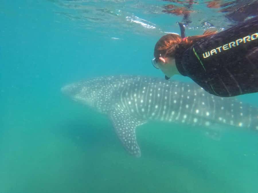 La Paz: Whale Shark Swimming Adventure with Marine Biologist - Eco Migrations: Getting From Office to Protected Waters