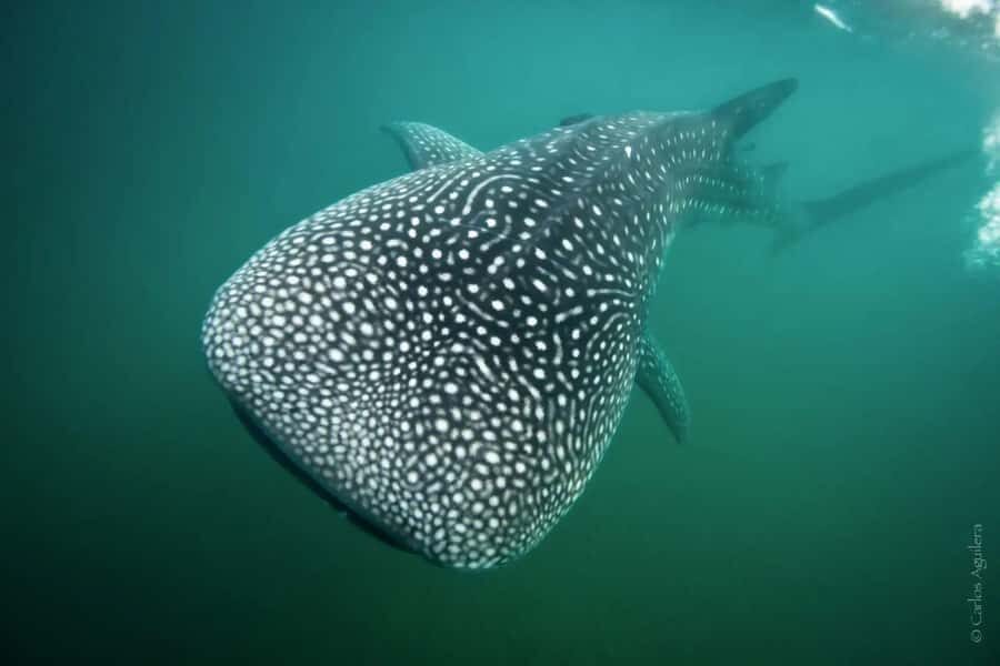La Paz: Whale Shark Swimming Adventure with Marine Biologist - Whale Shark Time in the Water: What You’ll Actually Do