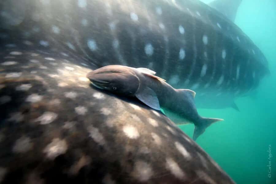 La Paz: Whale Shark Swimming Adventure with Marine Biologist - Price and Value: Is $204 Worth It?