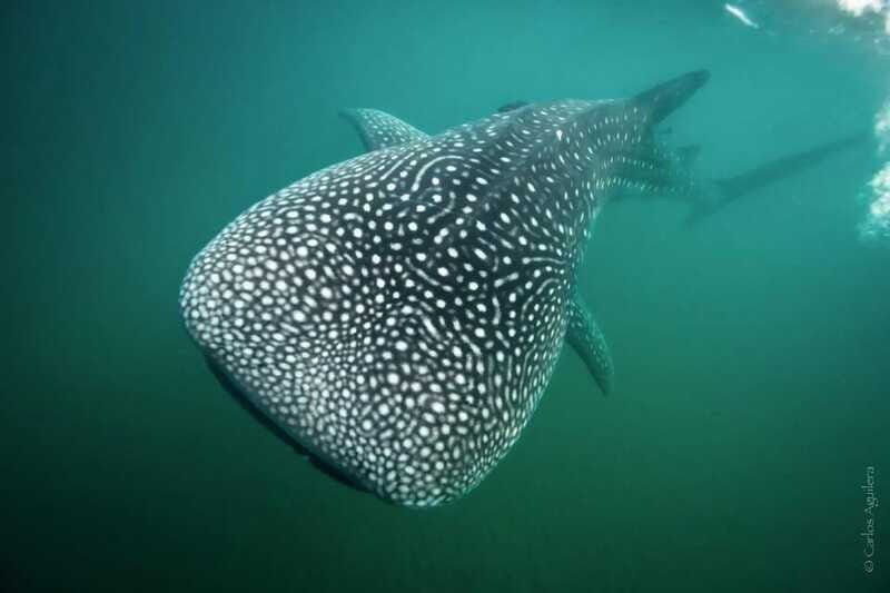 La Paz: Whale Shark Swimming Adventure with Marine Biologist - Who This Whale Shark Swim Is Best For (And Who Should Skip It)