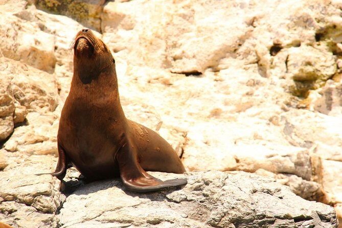 Land's End Sightseeing Boat Tour in Los Cabos - Guides and captains: what good looks like on a short ride