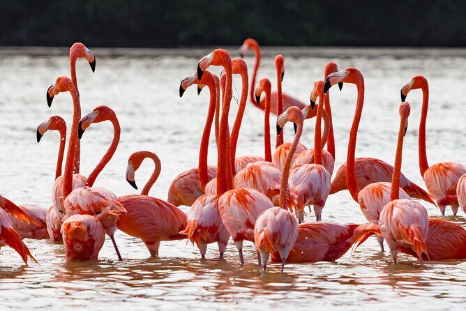 Las Coloradas Pink Lake & Rio Lagartos Guided Tour - Rio Lagartos boat tour: mangroves, birds, and that wildlife-from-the-water feeling