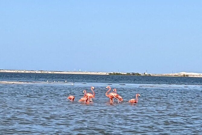 Las Coloradas Tour! Boat Ride, Lunch & Rio Lagartos from Cancun - Mayan mud bath on the hidden beach: what to expect and what to pack