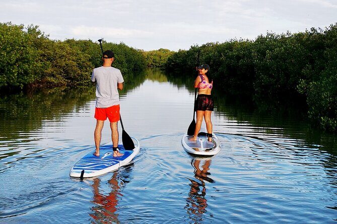 Learn Paddle Board and Explore the Mangroves of Progreso - Key Things to Know Before You Go