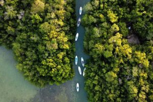 Learn Paddle Board and Explore the Mangroves of Progreso - Calm Water Coaching: What Beginners Can Expect to Learn