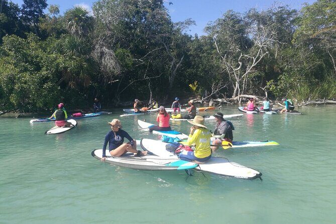 Learn Paddle Board and Explore the Mangroves of Progreso - Wildlife Expectations: Flamingos, Birds, and One Big Surprise