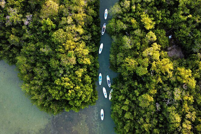 Learn Paddle Board and Explore the Mangroves of Progreso - Calm Water Coaching: What Beginners Can Expect to Learn