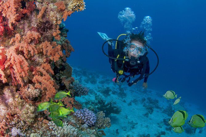 Learn to Scuba Dive in Cabo San Lucas with PADI - The 3.5-Hour Flow: From Safety Brief to El Arco Underwater Time