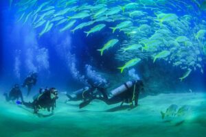 Learn to Scuba Dive in Cabo San Lucas with PADI - Price and Value: How to Think About the $129 Base Cost