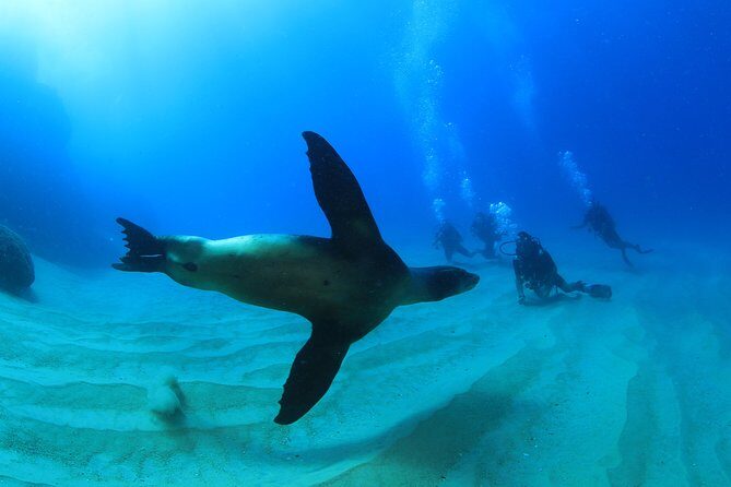 Learn to Scuba Dive in Cabo San Lucas with PADI - Pickup, Timing, and Where People Get Burned