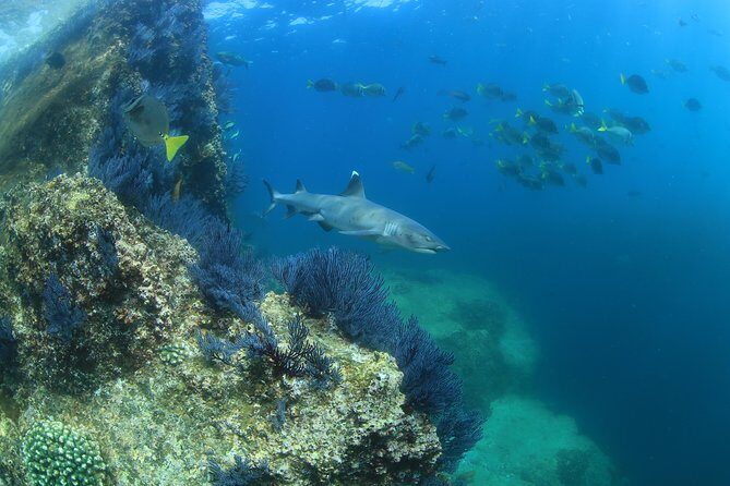 Learn to Scuba Dive in Cabo San Lucas with PADI - Stop by Stop: Pelican Rock and El Arco Without the Guesswork