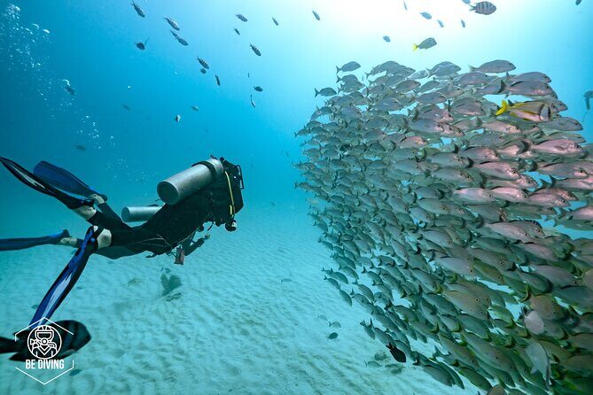 Local Dive in Playa del Carmen - Playa Del Carmen Reef Time: Why This Works as a Short Trip