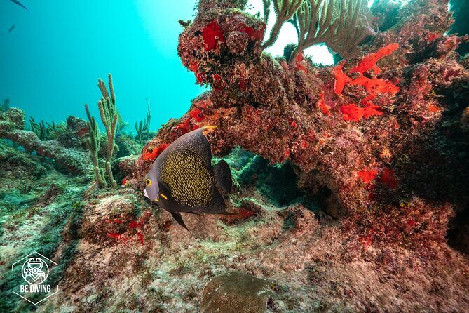 Local Dive in Playa del Carmen - Underwater Highlights: Marine Life You Can Plan Around