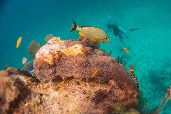 Local Dive in Playa del Carmen - What You Get for $155: A Real Value Check