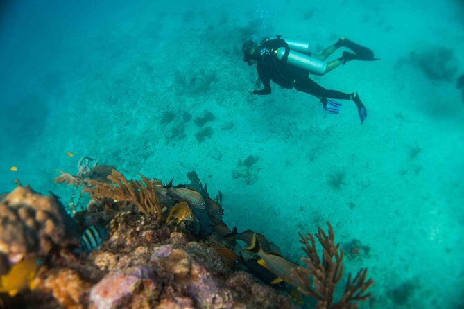 Local Dive in Playa del Carmen - Morning vs. Afternoon: Choosing the Right Time Slot