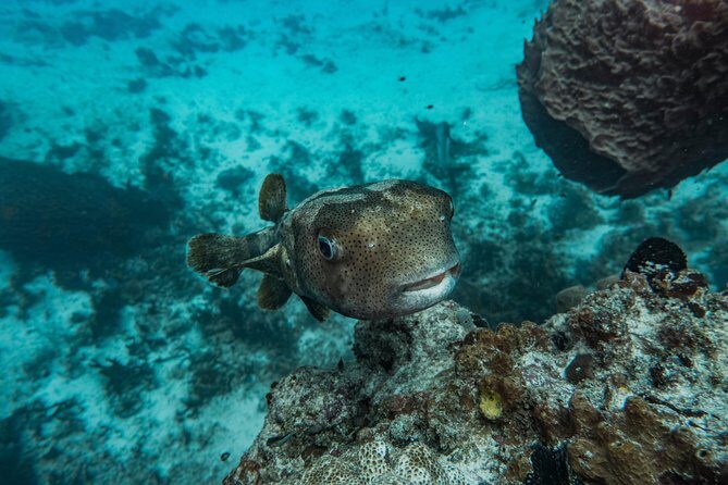 Local Dive in Playa del Carmen - Who This Is Best For (And Who Should Skip It)