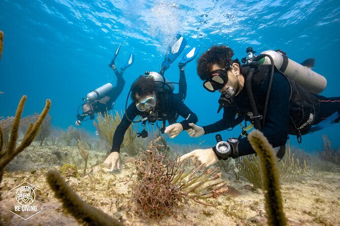 Local Dive in Playa del Carmen - Tips to Get the Most From This Day