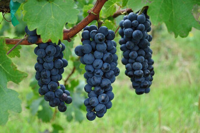 Local Vineyard Tour & Wine Tasting at the Independence Valley - Language and guide experience: what to expect in English