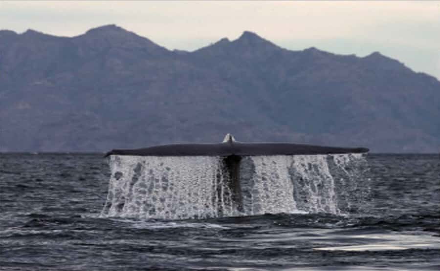 Loreto: Whale Watching Cruise with Transfers and Lunch - Key things you’ll care about
