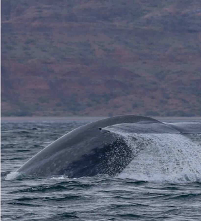 Loreto: Whale Watching Cruise with Transfers and Lunch - How Loreto pickup and a 30-minute van ride set the tone