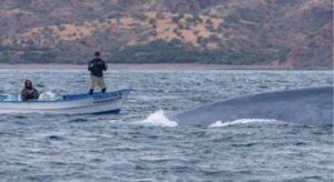 Loreto: Whale Watching Cruise with Transfers and Lunch - Boarding a panga in Bahía de Loreto National Park