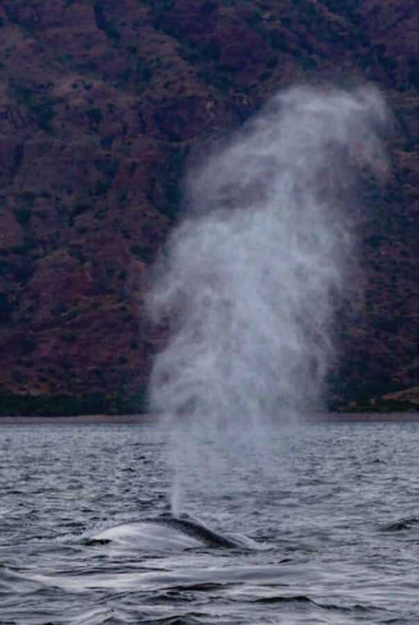 Loreto: Whale Watching Cruise with Transfers and Lunch - Whale watching focus: blue whales in their Loreto Bay season