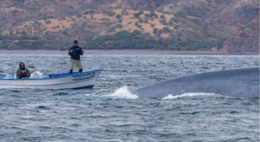 Loreto: Whale Watching Cruise with Transfers and Lunch - Boarding a panga in Bahía de Loreto National Park