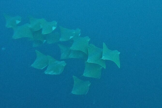 Los Cabos Beginner Scuba Dive Experience - Safety instruction you’ll actually use: breathing, signals, and vest control