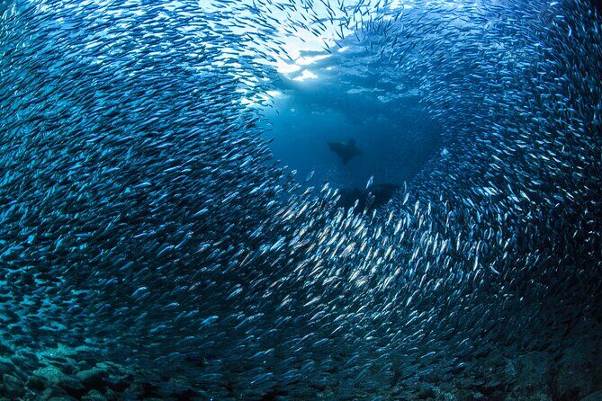 Los Cabos Beginner Scuba Dive Experience - Meet the guides and captains: calm leadership in Cabo
