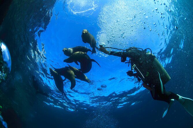 Los Cabos Beginner Scuba Dive Experience - Price and real value: what $143 covers (and what to budget extra)