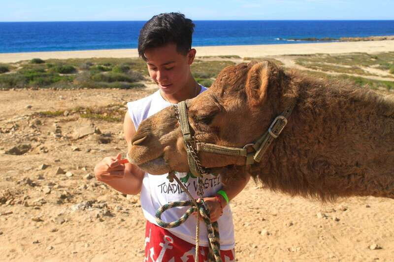 Los Cabos: Camel Ride Safari with Lunch and Tequila Tasting - Desert Meets the Pacific: Where the Camel Safari Starts