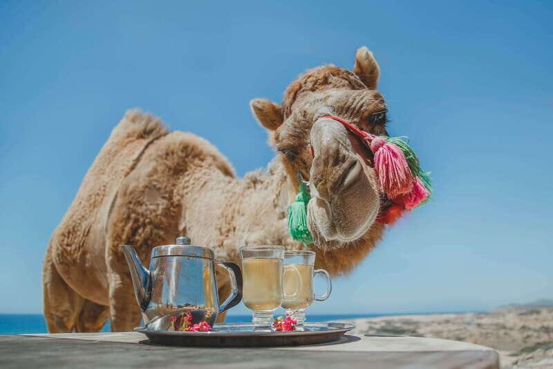 Los Cabos: Camel Ride Safari with Lunch and Tequila Tasting - The Desert Hike: Cholla, Giant Cactus, Yuka, and More