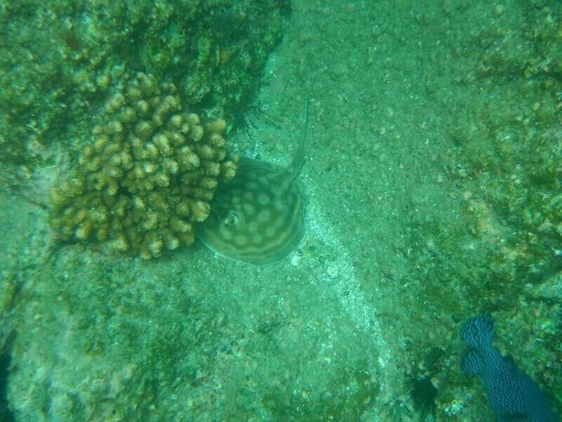 Los Cabos: Kayaking and Snorkeling in Two Pristine Bays - Snorkeling Santa Maria: Rocky Reefs, Tropical Fish, Real Time in the Water