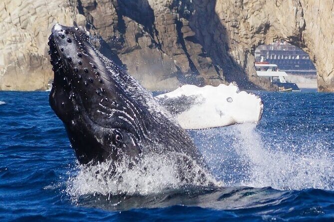 Los Cabos Private Yacht Whale Watching & Drinks - Up to 18 Guests - Snorkeling and water toys: paddle board and floating mat basics