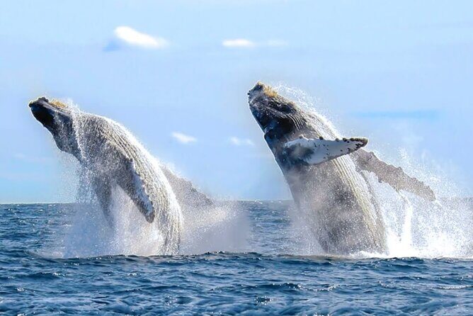 Los Cabos Private Yacht Whale Watching & Drinks - Up to 18 Guests - Drinks on board: bottled water and soda/pop (and alcohol expectations)