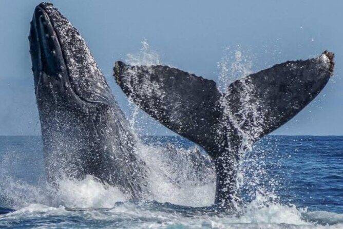 Los Cabos Private Yacht Whale Watching & Drinks - Up to 18 Guests - Wildlife rules you can feel: whale distance and boat behavior
