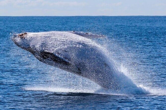 Los Cabos Private Yacht Whale Watching & Drinks - Up to 18 Guests - Price and value: $899 per group and how to think about it