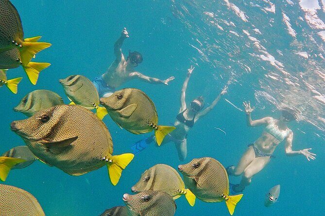 Los Cabos Snorkeling Tour by Speed Boat with Photos Included - Your route around Cabo: The Arch, Lands’ End, Lovers Beach, Sea Lion Colony