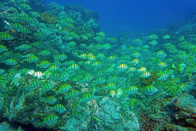 Los Cabos Snorkeling Tour by Speed Boat with Photos Included - The speed-boat ride: comfort, quick access, and safety focus