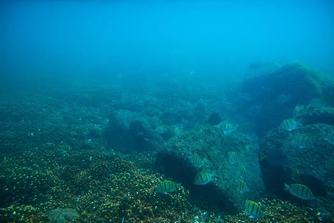 Los Cabos Snorkeling Tour to Chileno Bay and Santa Maria Cove - Gear, wetsuits, and staying comfortable when the water is cool