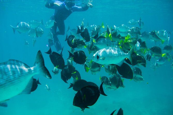 Los Cabos Snorkeling Tour to Chileno Bay and Santa Maria Cove - Time on this tour: 3 hours that usually feels about right